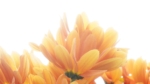 Thumbnail of post image 160