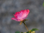 Thumbnail of post image 011