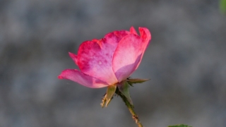 Thumbnail of post image 091