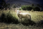 Thumbnail of post image 002