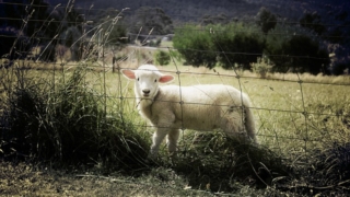 Thumbnail of post image 044