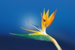 Thumbnail of post image 192