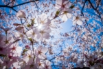 Thumbnail of post image 086