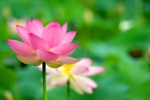 Thumbnail of post image 174
