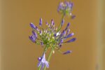 Thumbnail of post image 122