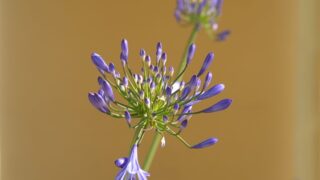 Thumbnail of post image 048