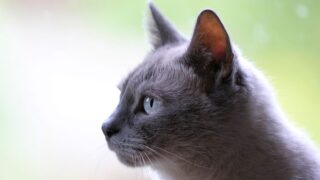 Thumbnail of post image 071
