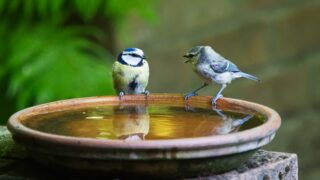 Thumbnail of post image 092